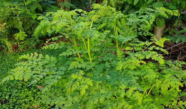 Amazing Moringa health tips