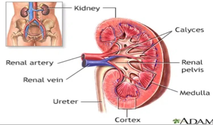Foods that can support your kidney