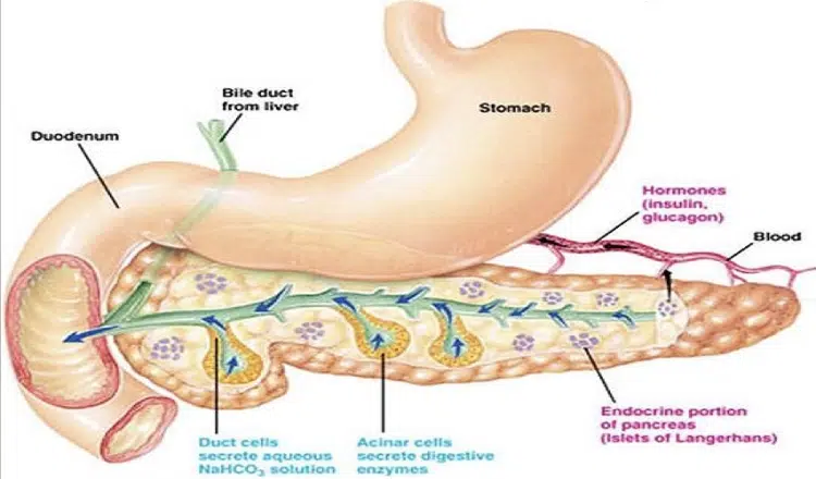 How to support a healthy Pancreas