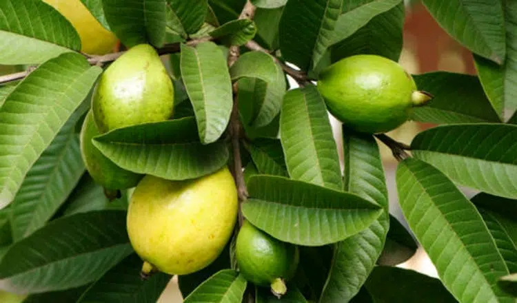 HEALTH BENEFITS OF GUAVA LEAVES