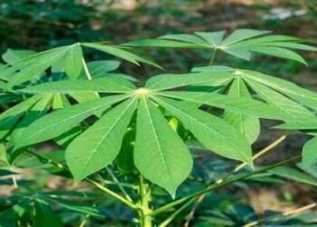 What are the Spiritual Benefits of Cassava leaves