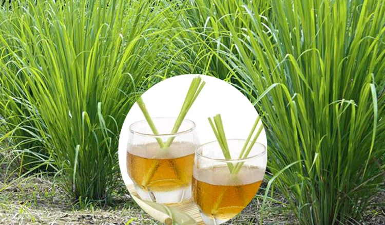 spiritual-and-medicinal-benefits-of-lemongrass-flex-health-tips