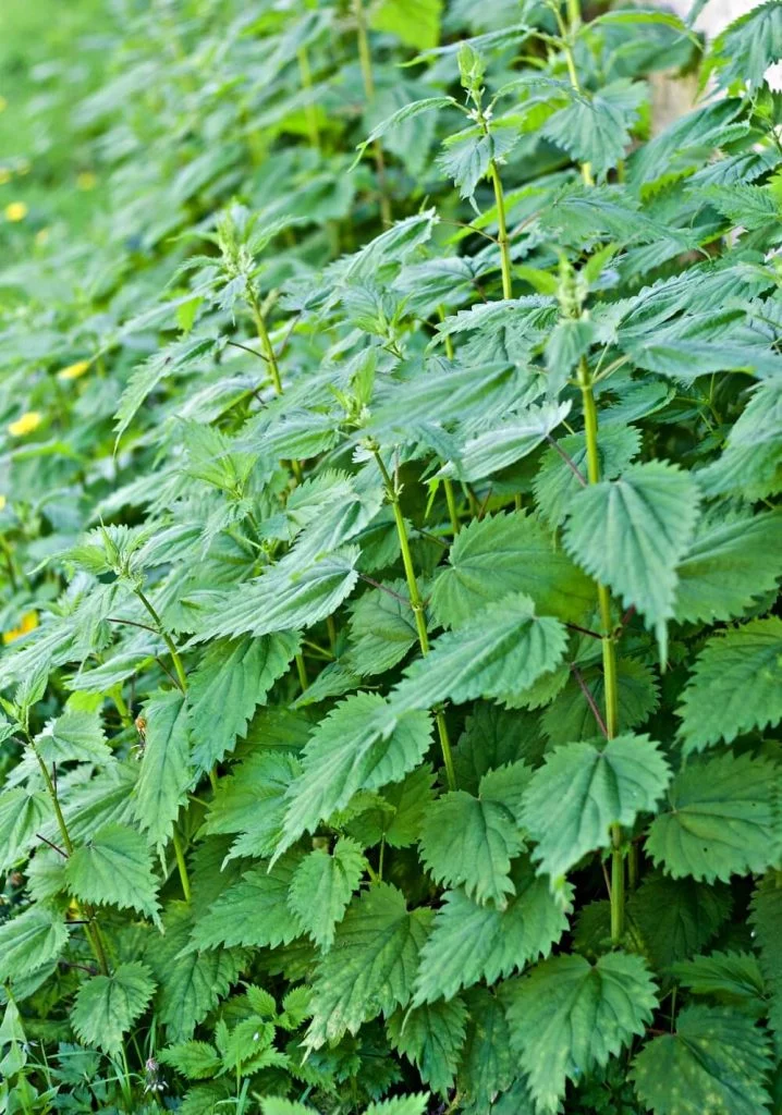 How to treat Fatigue and Anemia with Nettle leaves