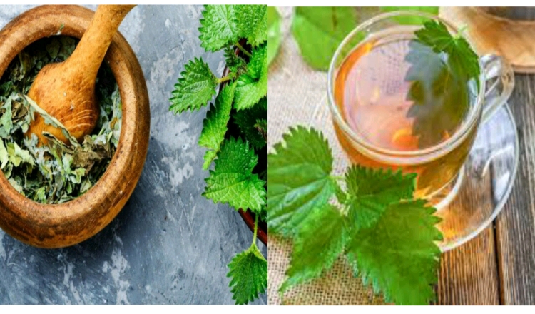 how-to-treat-fatigue-and-anemia-with-nettle-leaves-flex-health-tips