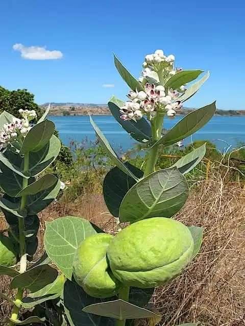 33 Health Benefits And Uses Of Calotropis Procera Plant