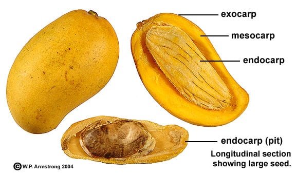 Mango pit