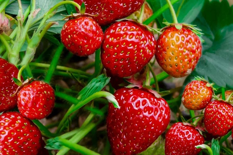 Health Benefits Of Strawberry: See Uses And History