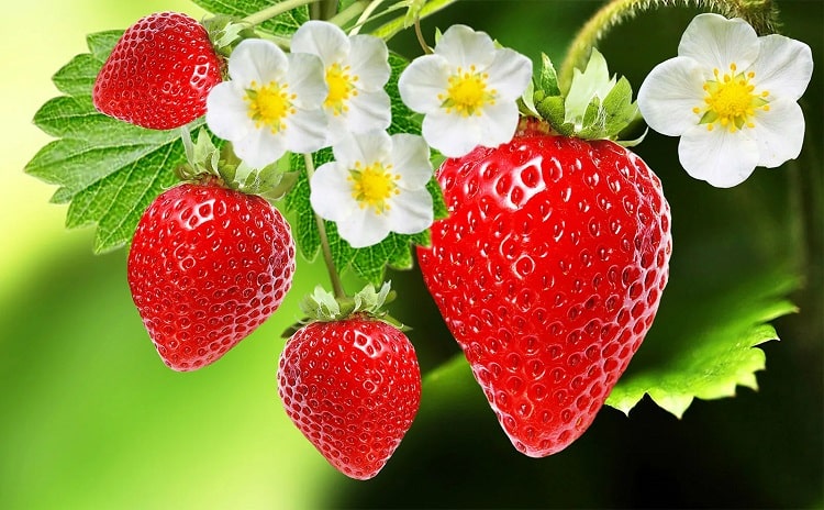 Check out the Uses of Strawberry