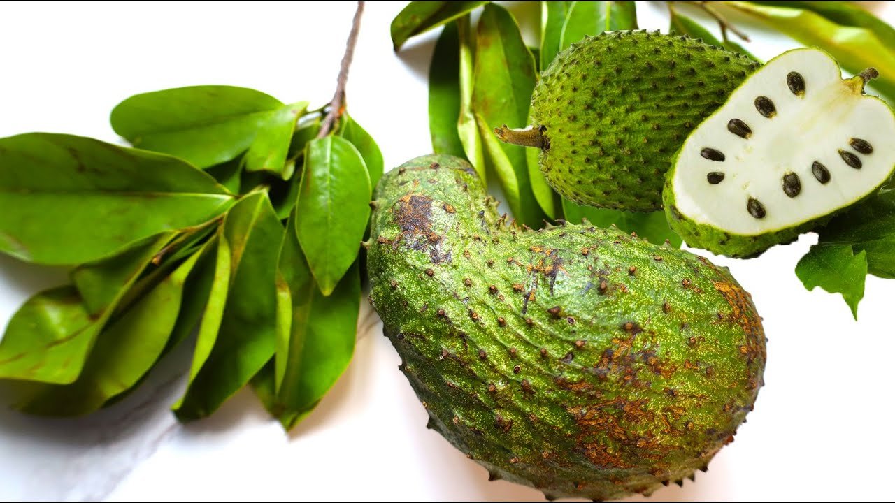 Discover the Health Benefits and Side Effects of Soursop Leaves