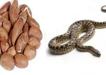 Bitter Kola: Traditional Antidote for Venom and Natural Detoxifier