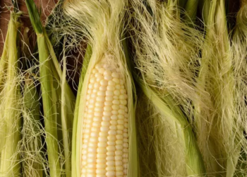 Health Benefits of Corn Silk: Nature's Hidden Remedy