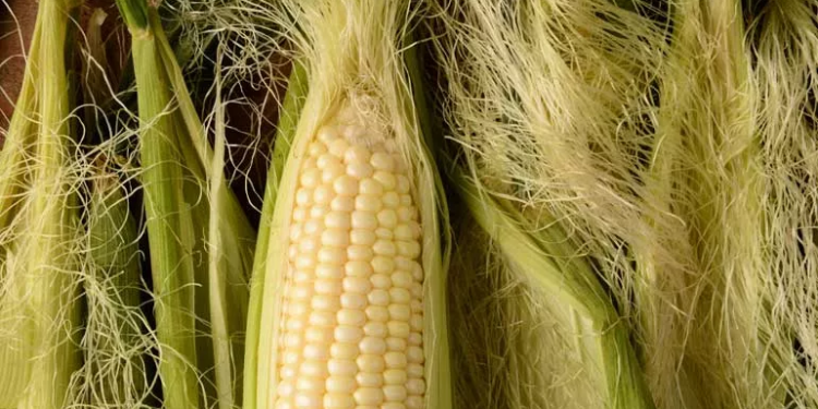 Health Benefits of Corn Silk: Nature's Hidden Remedy