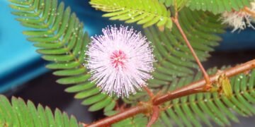 Ward Off Evil Spells and Witchcraft Safely with Mimosa sensitive