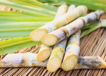 Health Benefits of Sugarcane That Will Amaze You